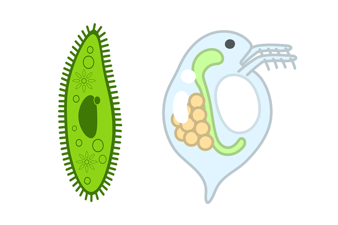 微生物のイラスト